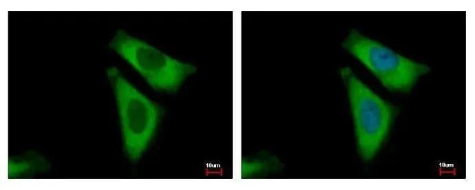 RPL29 Antibody