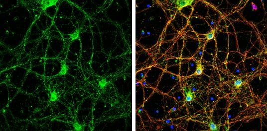 Septin-8 Antibody - BSA Free