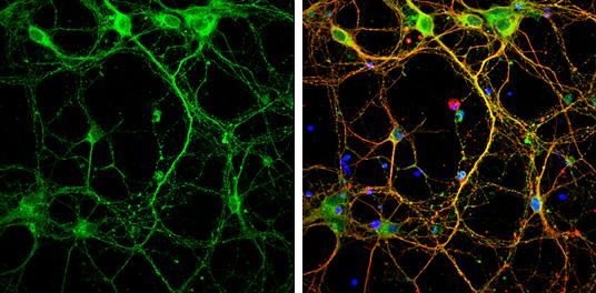 Syntaxin 3 Antibody
