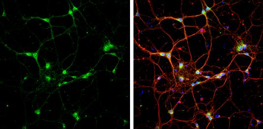 Syntaxin 6 Antibody - BSA Free