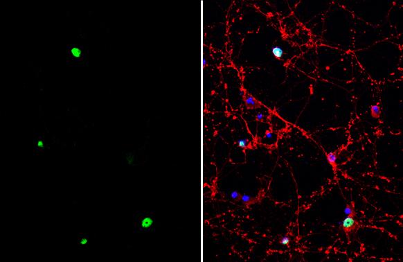 TLE4 Antibody - BSA Free