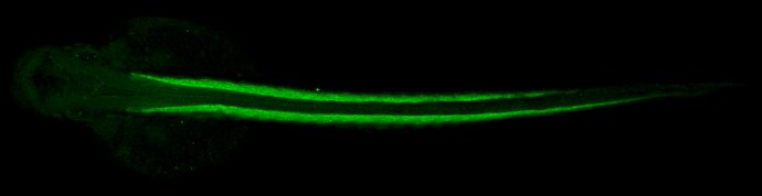 tropomyosin-4 Antibody