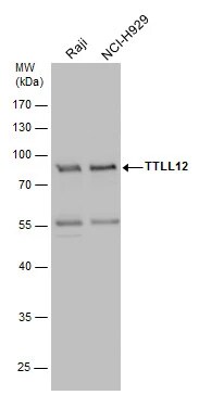 TTLL12 Antibody