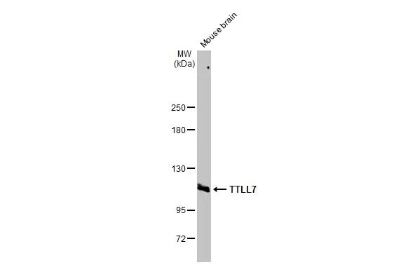 TTLL7 Antibody