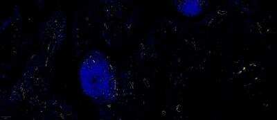 CD31/PECAM-1 Antibody (C31.3)