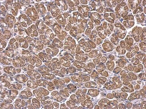 ACAA1 Antibody