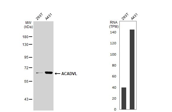 ACADVL Antibody