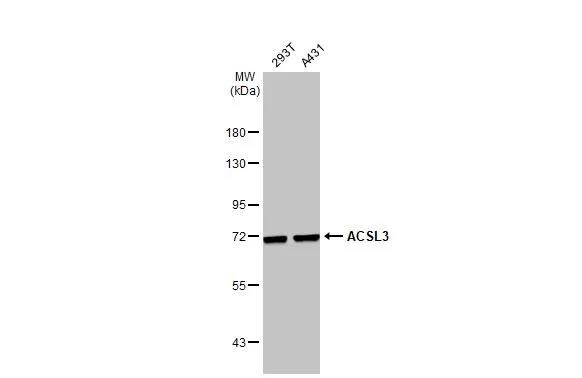 ACSL3 Antibody - BSA Free