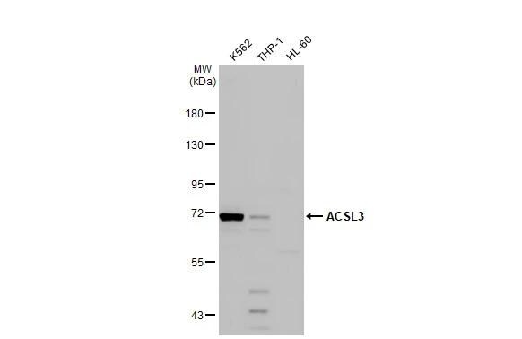 ACSL3 Antibody - BSA Free