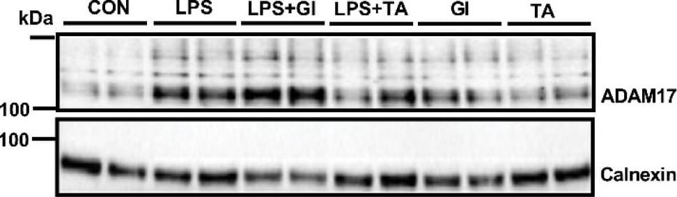 TACE/ADAM17 Antibody - BSA Free