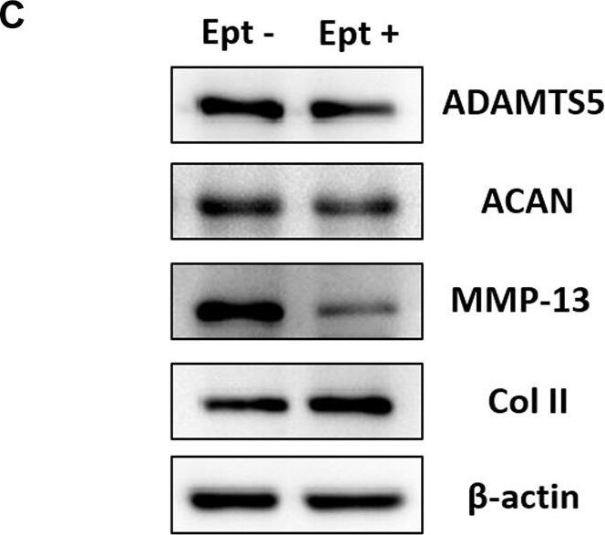 ADAMTS5 Antibody - BSA Free