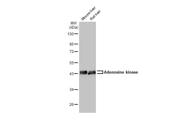 ADK Antibody