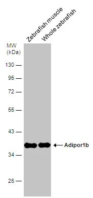 AdipoR1 Antibody