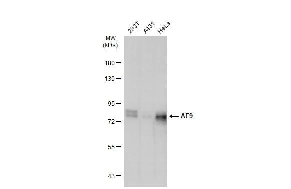 AF9 Antibody