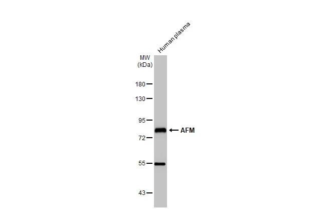 Afamin Antibody - BSA Free
