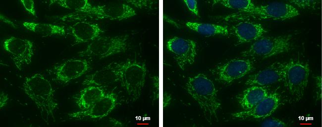 AK3L1 Antibody