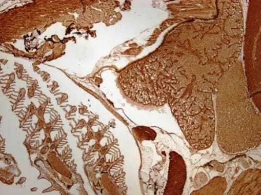 Aldolase B Antibody