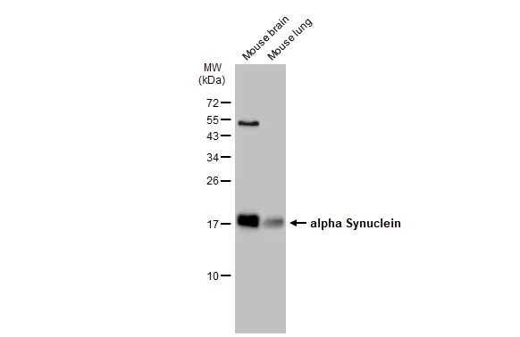 alpha-Synuclein Antibody