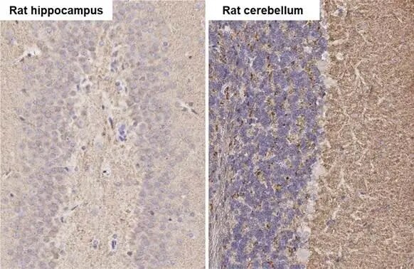 alpha-Synuclein Antibody