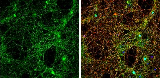 alpha-Synuclein Antibody - Azide Free