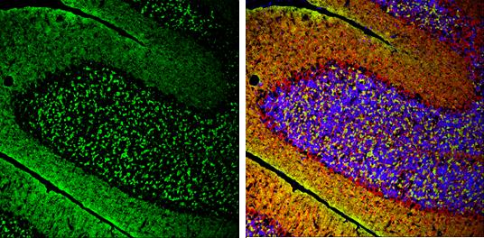 alpha-Synuclein Antibody - Azide Free