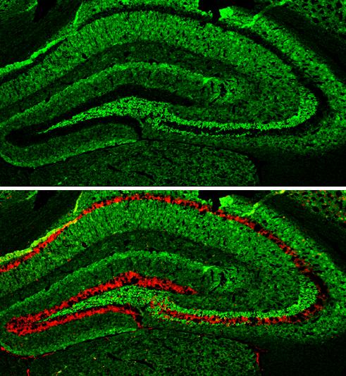 alpha-Synuclein Antibody - Azide Free