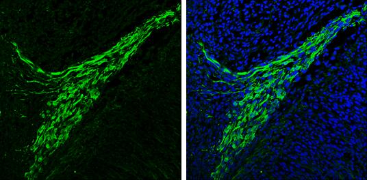 alpha-Synuclein Antibody - Azide Free