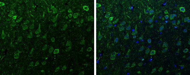 alpha-Synuclein Antibody - Azide Free