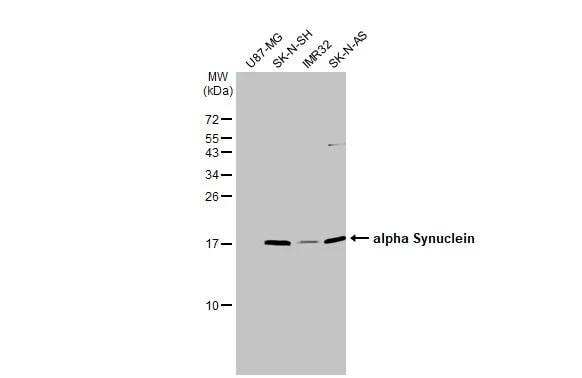 alpha-Synuclein Antibody - Azide Free