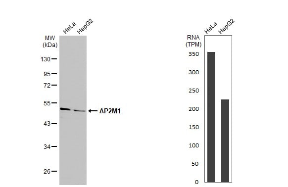 AP2M1 Antibody - BSA Free