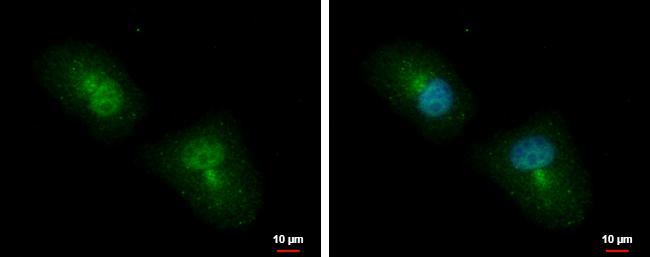 APBB2 Antibody - BSA Free
