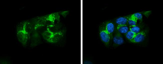 Apolipoprotein A-I/ApoA1 Antibody - BSA Free