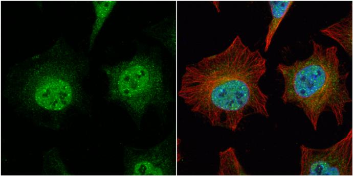 ARHGEF3 Antibody - BSA Free