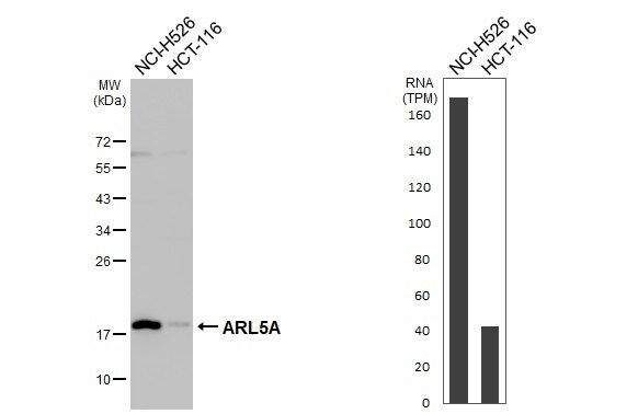 ARL5A Antibody