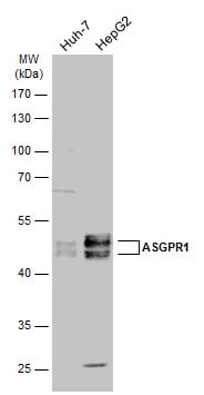 ASGPR1 Antibody