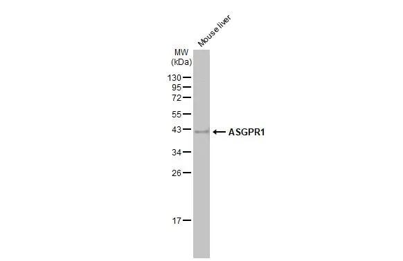 ASGPR1 Antibody