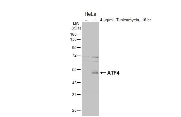 ATF4 Antibody - BSA Free
