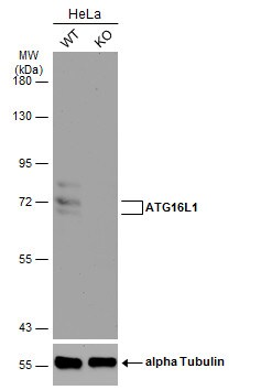 ATG16L1 Antibody