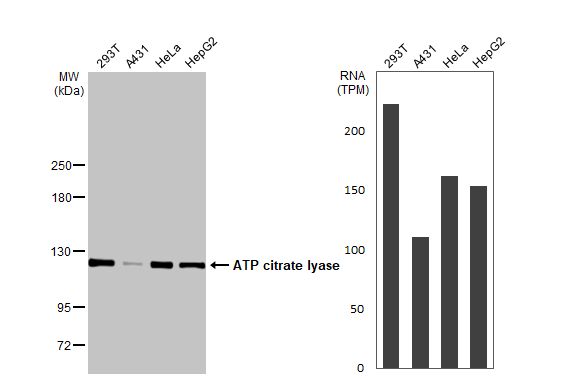 ATP Citrate Lyase Antibody - BSA Free