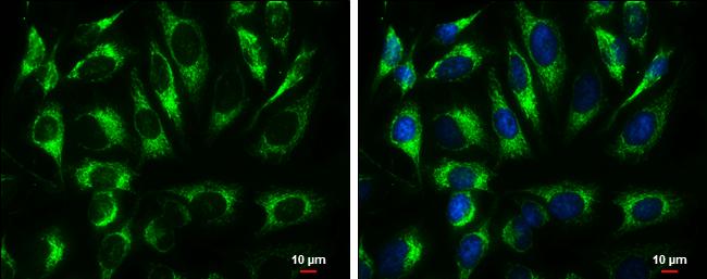 ATP5A Antibody - BSA Free