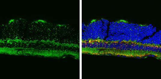 ATP5A Antibody - BSA Free