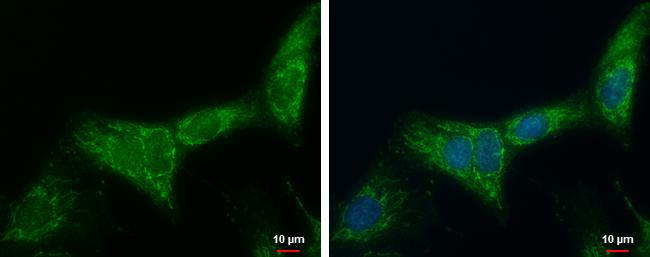 ATP5F1 Antibody - BSA Free