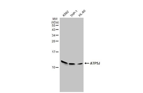 ATP5J Antibody - BSA Free