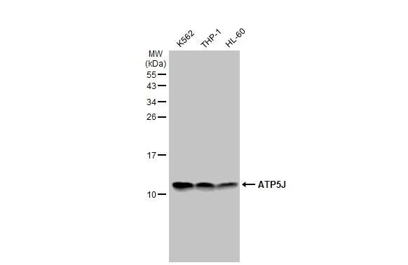 ATP5J Antibody - BSA Free