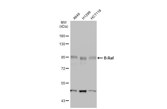 B-Raf Antibody