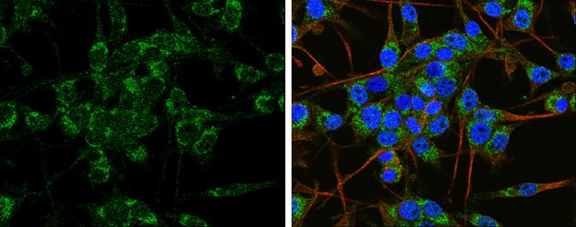 APP Antibody - BSA Free