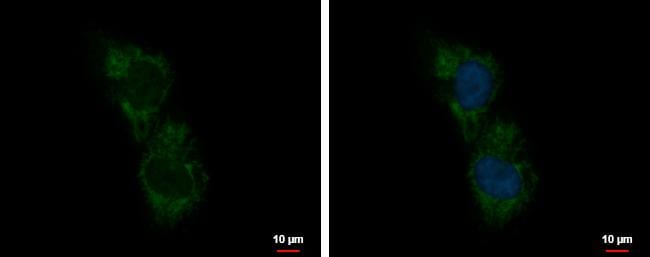 Buster3 Antibody