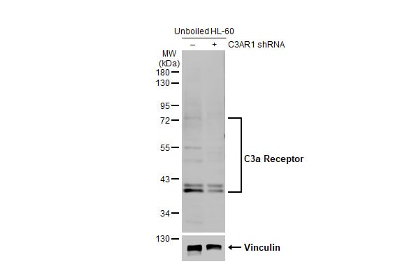 Complement Component C3aR Antibody