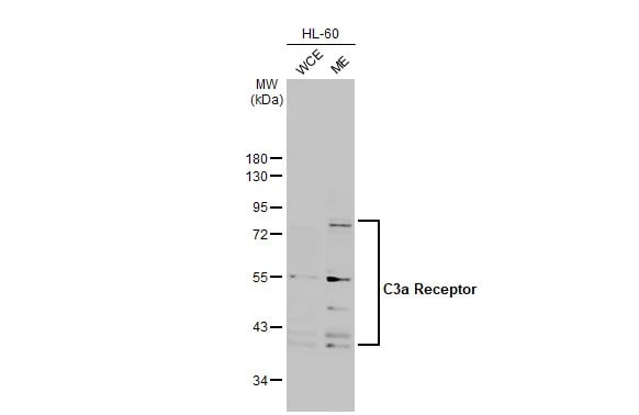 Complement Component C3aR Antibody