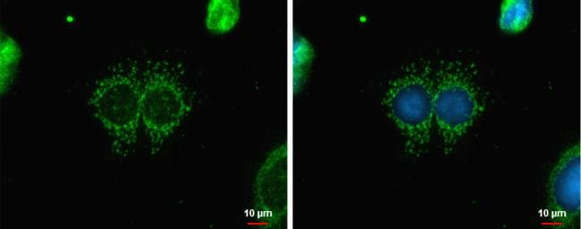 CABC1 Antibody - BSA Free